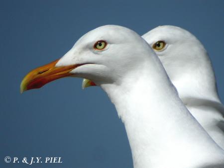 paix amour et bonheur