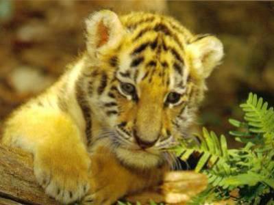 IL ME FAIT PENSER A TOI