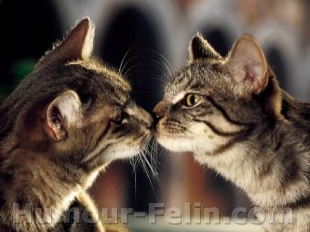 chats amoureux