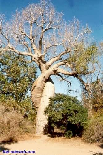 baobabs amoureux